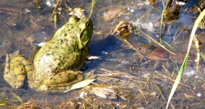 reptiles_and_amphibians_of_colorado