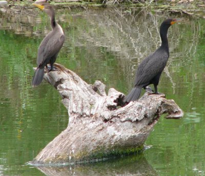 birds_of_colorado