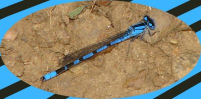 insects_of_colorado