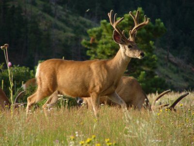 mammals_of_colorado