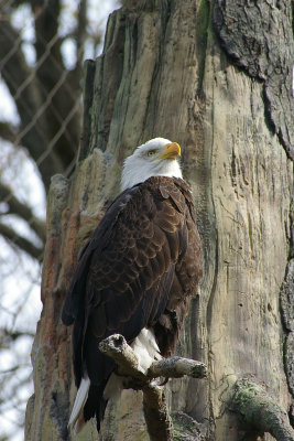 Oh look - an Eagle!