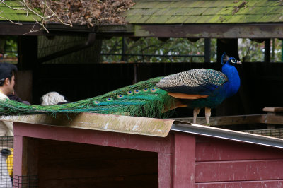 Another view of the big peacock