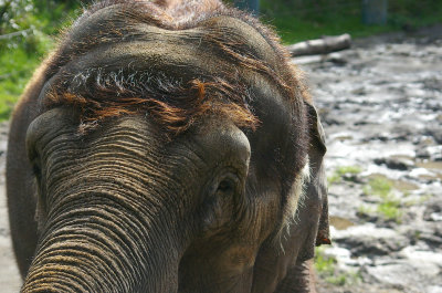 I didn't know elephants had toupees