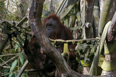 Okinawa, May, 1945. A trained gorilla spotter waits in the trees