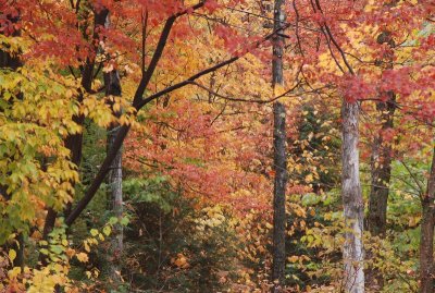 Near Appalachian Gap, Vermont