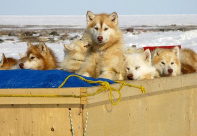 Arrival of dog team in kamotiq