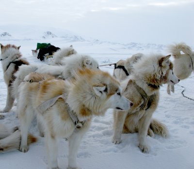Artic dog team rearing to go