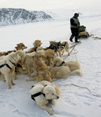 Artic dog at rest