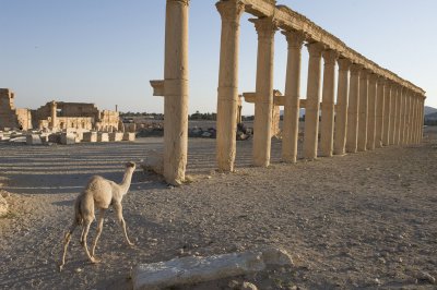 Palmyra apr 2009 0096.jpg