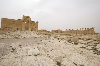 Palmyra apr 2009 0199.jpg