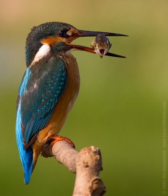 Birds Photography