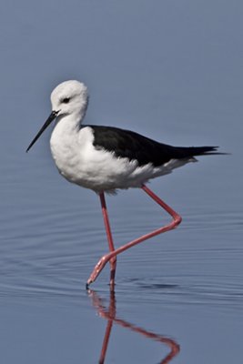 Black-winged Stilt Gallery