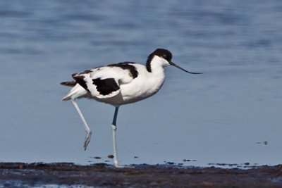 Avocet & Stilt Gallery