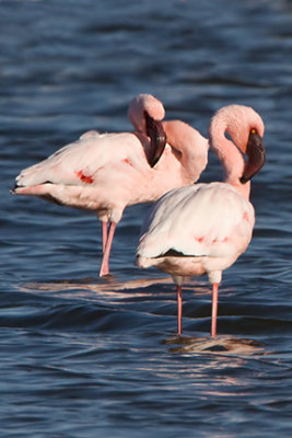 Flamingo Gallery