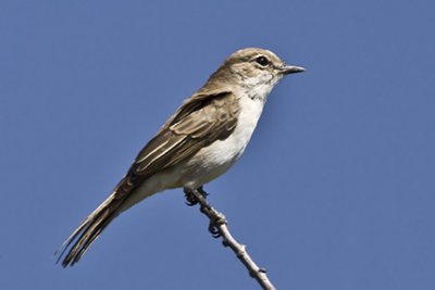Flycatcher & Allies Gallery