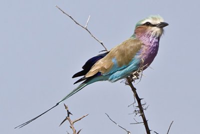 Birds of Southern Africa