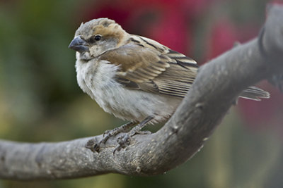 Sparrow, Weaver & Quelea Gallery