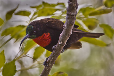Sunbird Gallery