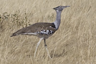 Bustard Gallery