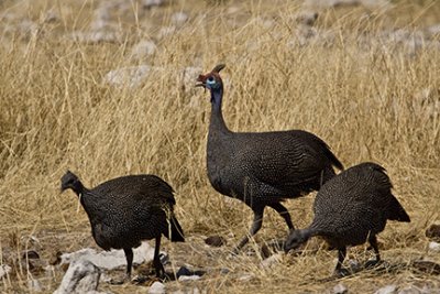 Francolin & Guineafowl Gallery