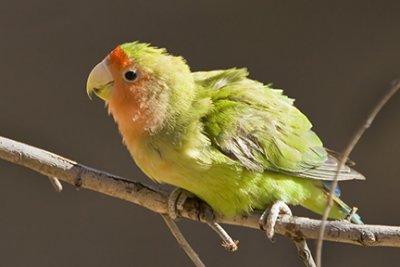 Parrot, Parakeet, Turaco (Lourie) Gallery