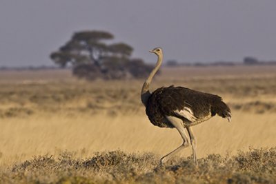 Ostrich Gallery