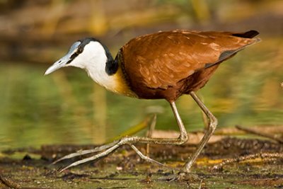Jacana, Crake, Coot Gallery