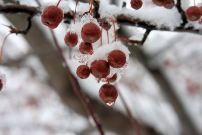 Snowy Berry