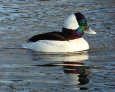 bufflehead male.jpg