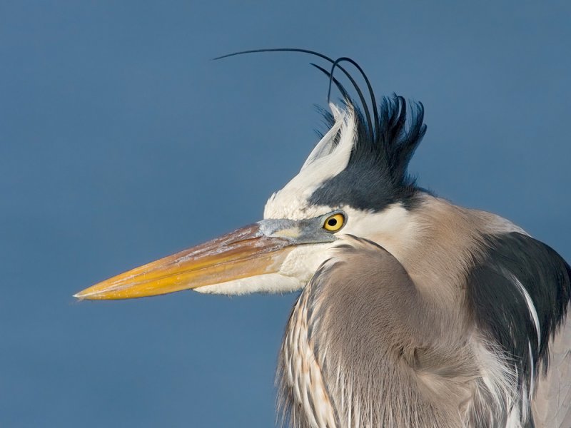 Great Blue Heron