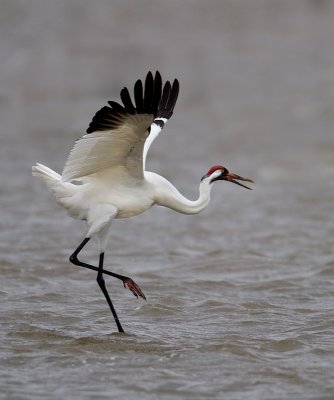 Whooping Crane looking for a lady