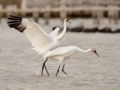 Whooping Crane pair courting