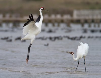 Whooping Cranes courting
