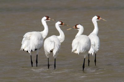Whooping Crane foursome