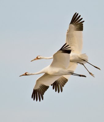 Whooping Crane pair in flight