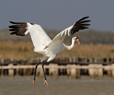 Whooping Crane jump for joy