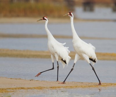 Whooping Crane pair on the prowl