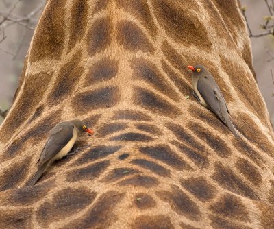 Red-billed Oxpeckers on giraffe