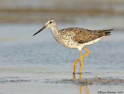 Greater Yellowlegs