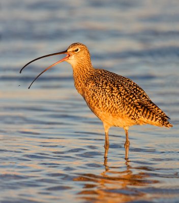 Long-billed Curlew