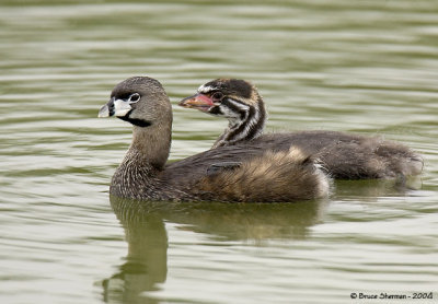 Pied-billed Grebe with chick