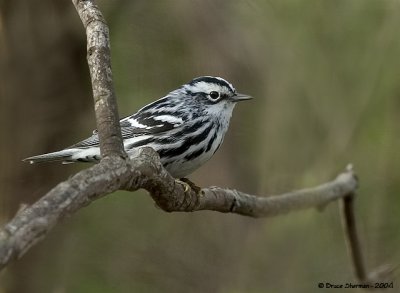 Black-and-white Warbler