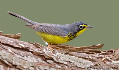 Canada Warbler