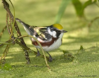 Chestnut-sided Warbler