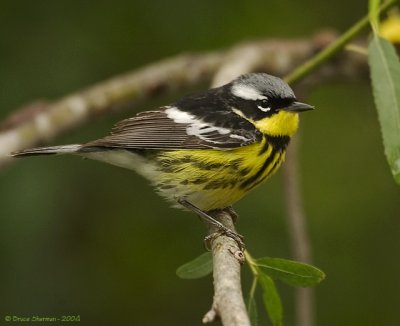 Magnolia Warbler