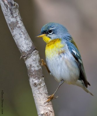 Northern Parula