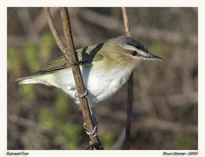 Red-eyed Vireo