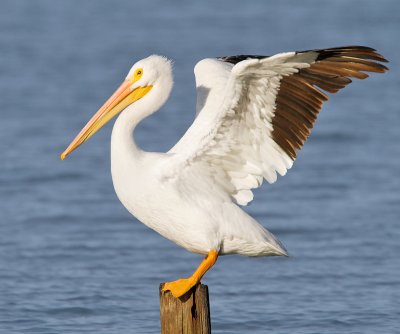 American White Pelican