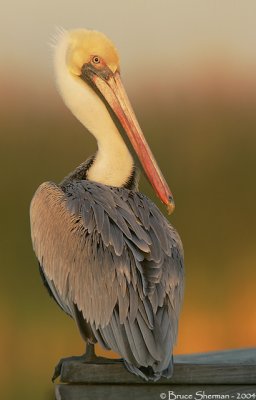 Brown Pelican