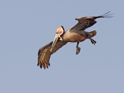 Brown Pelican